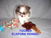 TUCKER, a male Pomeranian for sale in Paris, MO – Photo 2 of 10