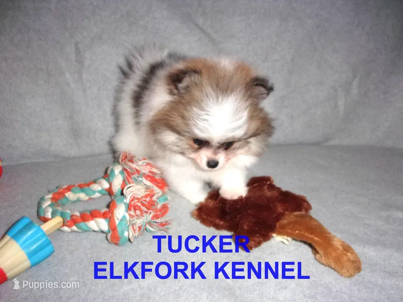 TUCKER – Pomeranian puppy for sale in Paris, MO