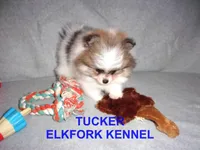 TUCKER, a male Pomeranian for sale in Paris, MO – Photo 1 of 10