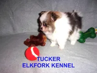 TUCKER, a male Pomeranian for sale in Paris, MO – Photo 6 of 10