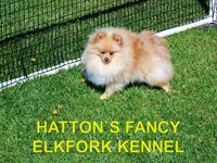 TUCKER, a male Pomeranian for sale in Paris, MO – Photo 9 of 10