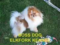 TUCKER, a male Pomeranian for sale in Paris, MO – Photo 10 of 10