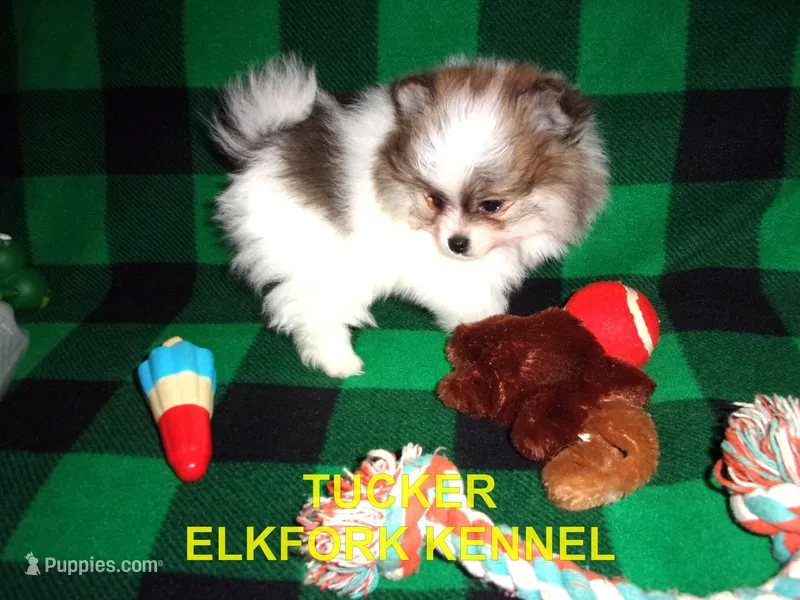 TUCKER – Pomeranian puppy on hold in Paris, MO