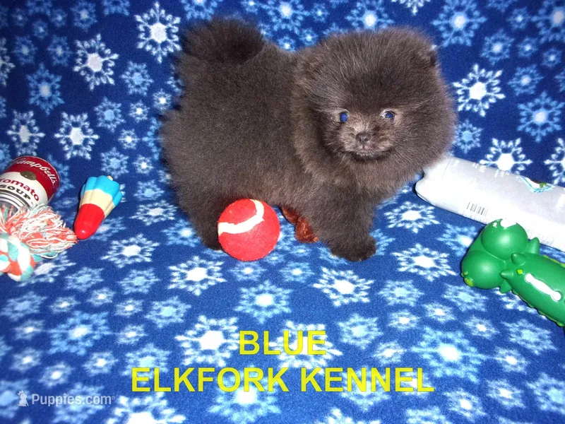BLUE – Pomeranian puppy on hold in Paris, MO