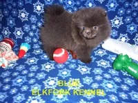 BLUE, a female Pomeranian for sale in Paris, MO – 1 of 10