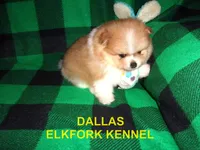 DALLAS, a male Pomeranian for sale in Paris, MO – 2 of 10