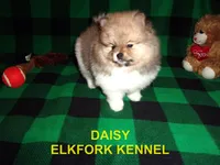 DAISY, a female Pomeranian for sale in Paris, MO – 8 of 10