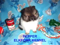 PEPPER, a female Pomeranian for sale in Paris, MO – 3 of 10