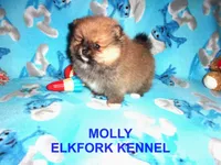 MOLLY, a female Pomeranian for sale in Paris, MO – 4 of 10