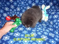 BLUE, a female Pomeranian for sale in Paris, MO – 5 of 10