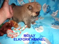 MOLLY, a female Pomeranian for sale in Paris, MO – 8 of 10