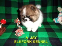 A  JAY, a male Pomeranian for sale in Paris, MO – 8 of 10