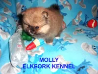 MOLLY, a female Pomeranian for sale in Paris, MO – 6 of 10
