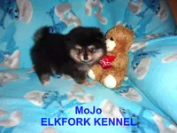 MoJo, a male Pomeranian for sale in Paris, MO – 8 of 10