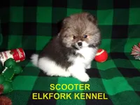 SCOOTER, a male Pomeranian for sale in Paris, MO – 5 of 10