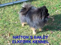 BLUE, a female Pomeranian for sale in Paris, MO – 10 of 10