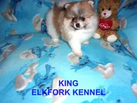KING, a male Pomeranian for sale in Paris, MO – 3 of 10