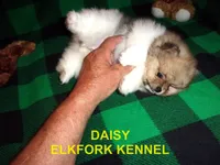 DAISY, a female Pomeranian for sale in Paris, MO – 5 of 10