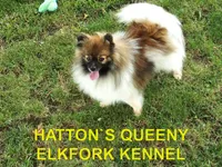 KING, a male Pomeranian for sale in Paris, MO – 9 of 10