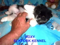 ROXY, a female Pomeranian for sale in Paris, MO – 7 of 10