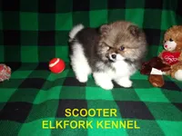 SCOOTER, a male Pomeranian for sale in Paris, MO – 6 of 10