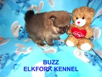 BUZZ, a male Pomeranian for sale in Paris, MO – 6 of 10
