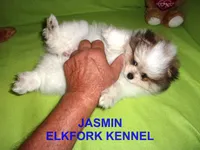 JASMIN, a female Pomeranian for sale in Paris, MO – 4 of 10