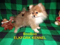 BooBoo, a female Pomeranian for sale in Paris, MO – 1 of 10