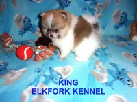 KING, a male Pomeranian for sale in Paris, MO – 4 of 10