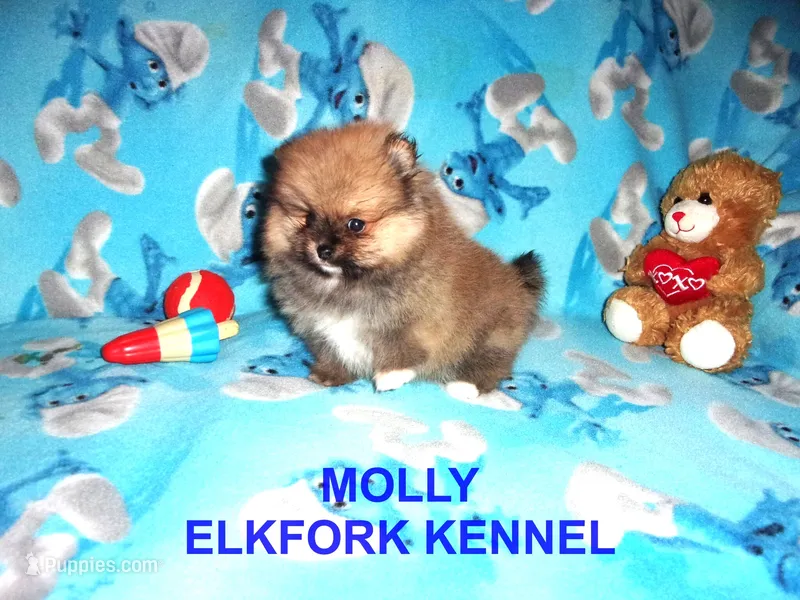 MOLLY – Pomeranian puppy for sale in Paris, MO