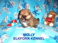 MOLLY, a female Pomeranian for sale in Paris, MO – 1 of 10