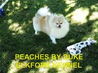 DAISY, a female Pomeranian for sale in Paris, MO – 9 of 10