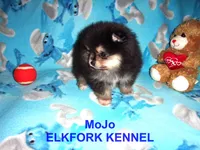 MoJo, a male Pomeranian for sale in Paris, MO – 2 of 10