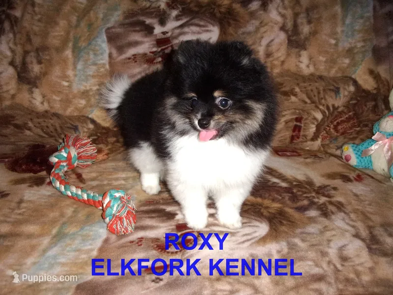 ROXY – Pomeranian puppy for sale in Paris, MO