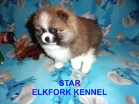 STAR, a female Pomeranian for sale in Paris, MO – 4 of 10