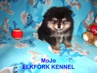 MoJo, a male Pomeranian for sale in Paris, MO – 6 of 10