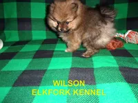WILSON, a male Pomeranian for sale in Paris, MO – 5 of 10