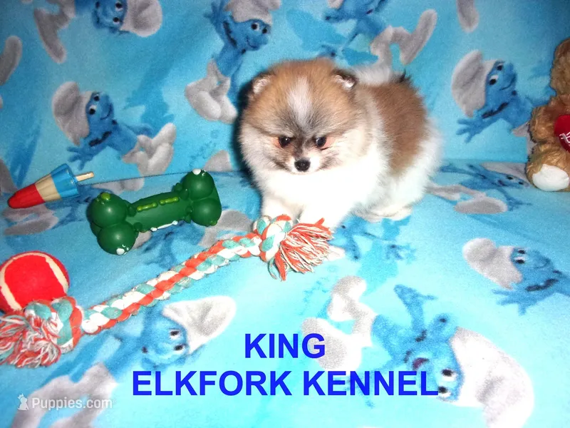 KING – Pomeranian puppy for sale in Paris, MO