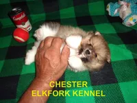 CHESTER, a male Pomeranian for sale in Paris, MO – 8 of 10