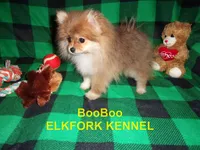 BooBoo, a female Pomeranian for sale in Paris, MO – 7 of 10