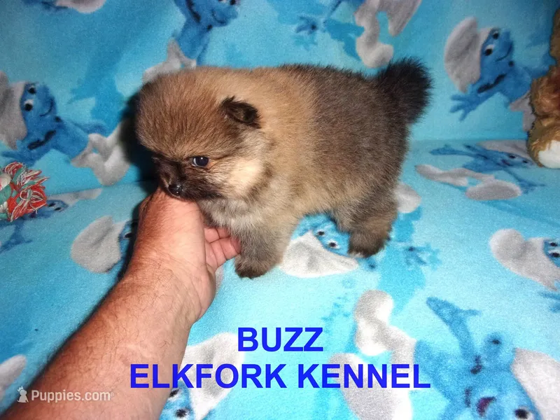 BUZZ – Pomeranian puppy for sale in Paris, MO