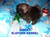 GIDGET, a male Pomeranian for sale in Paris, MO – 7 of 10