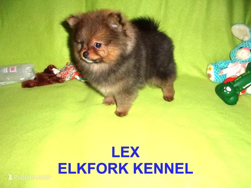 LEX – Pomeranian puppy for sale in Paris, MO