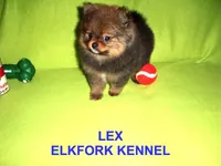 LEX, a male Pomeranian for sale in Paris, MO – Photo 4 of 10