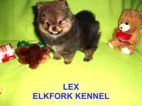 LEX, a male Pomeranian for sale in Paris, MO – Photo 3 of 10
