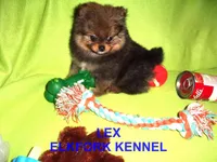 LEX, a male Pomeranian for sale in Paris, MO – Photo 8 of 10