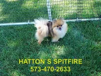 LEX, a male Pomeranian for sale in Paris, MO – Photo 9 of 10
