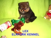 LEX, a male Pomeranian for sale in Paris, MO – Photo 7 of 10