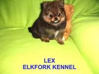 LEX, a male Pomeranian for sale in Paris, MO – Photo 1 of 10