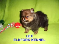 LEX, a male Pomeranian for sale in Paris, MO – Photo 5 of 10